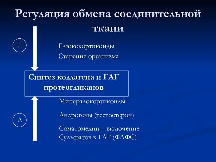 Регуляция обмена соединительной ткани