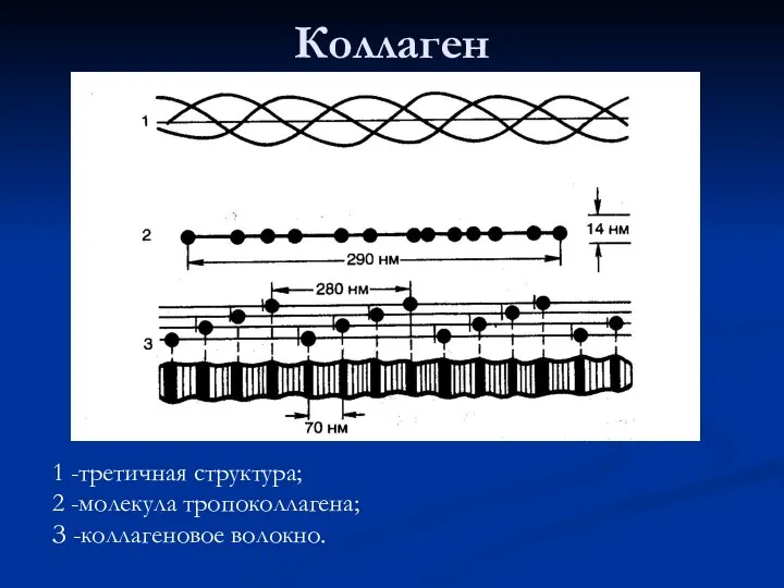 Коллаген 1 -третичная структура; 2 -молекула тропоколлагена; З -коллагеновое волокно.