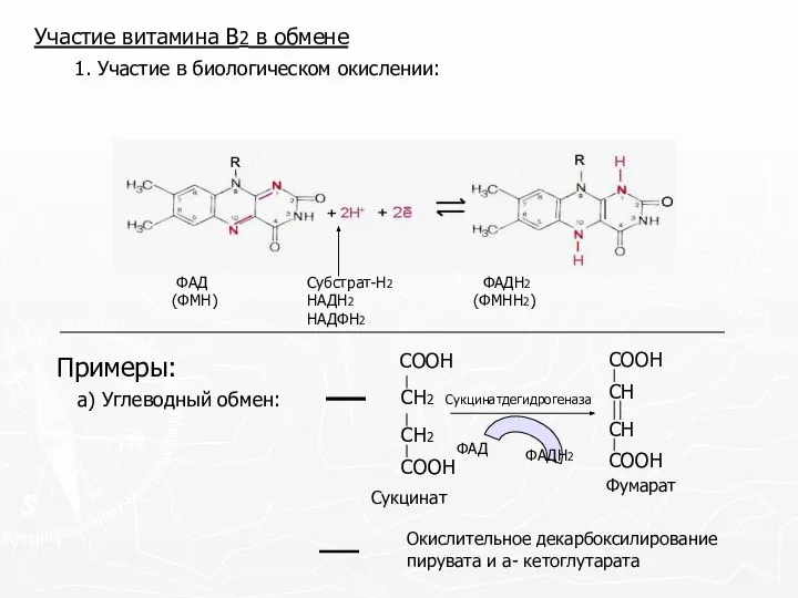 Участие витамина В2 в обмене 1. Участие в биологическом окислении: ФАД