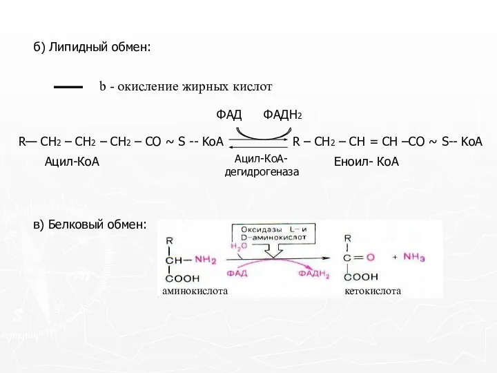 б) Липидный обмен: в) Белковый обмен: b - окисление жирных кислот аминокислота кетокислота