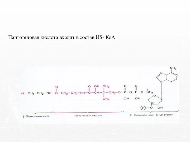 Пантотеновая кислота входит в состав HS- КоА