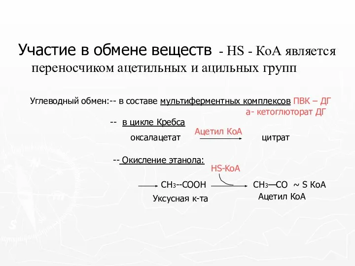 Участие в обмене веществ - НS - КоА является переносчиком ацетильных