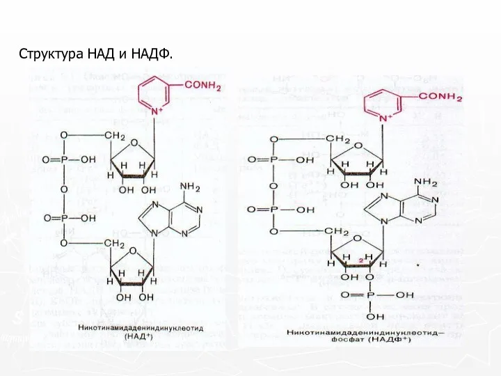 Структура НАД и НАДФ.