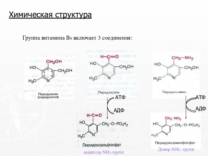 Химическая структура Группа витамина В6 включает 3 соединения: акцептор NH2-групп Донор NH2- групп