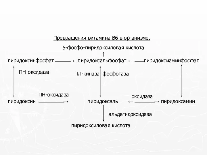 Превращения витамина В6 в организме. 5-фосфо-пиридоксиловая кислота ↑ пиридоксальфосфат ←⎯⎯пиридоксиаминфосфат пиридоксинфосфат⎯⎯⎯→ пиридоксаль пиридоксиловая кислота