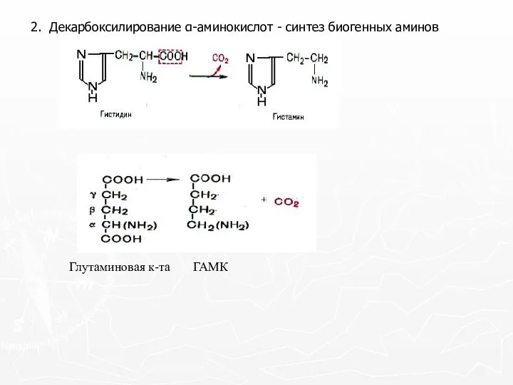 2. Декарбоксилирование α-аминокислот - синтез биогенных аминов Глутаминовая к-та ГАМК