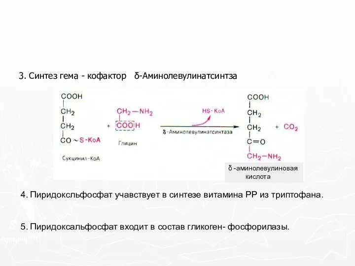 3. Синтез гема - кофактор δ-Аминолевулинатсинтза 4. Пиридоксльфосфат учавствует в синтезе