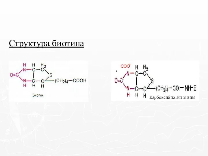 Структура биотина Карбоксибиотин энзим