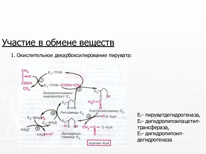 Участие в обмене веществ 1. Окислительное декарбоксилирование пирувата: Е1- пируватдегидрогеназа, Е2- дигидролипоилацетил- трансфераза, Е3- дигидролипоил-дегидрогеназа