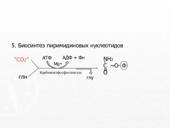 5. Биосинтез пиримидиновых нуклеотидов