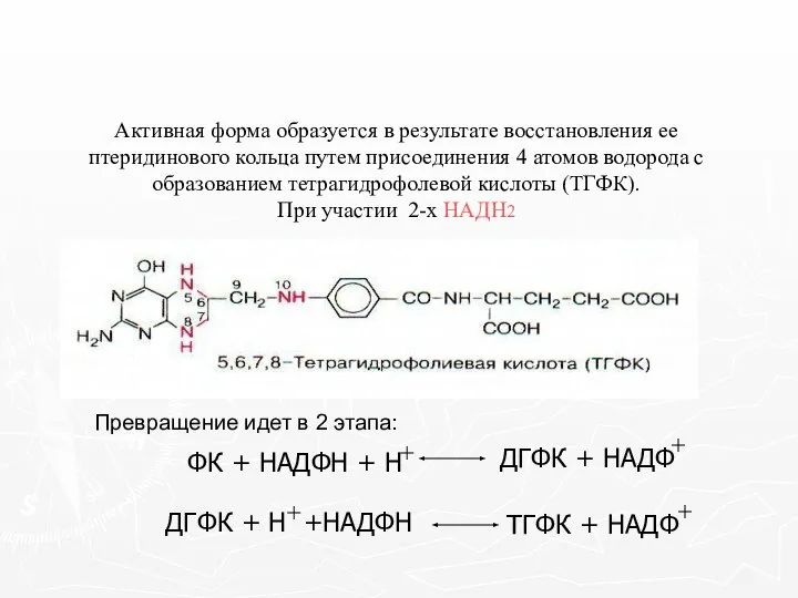 Активная форма образуется в результате восстановления ее птеридинового кольца путем присоединения