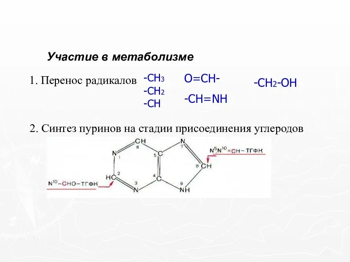 Участие в метаболизме 1. Перенос радикалов -СН3 -СН2 -СН О=СН- -СН=NН