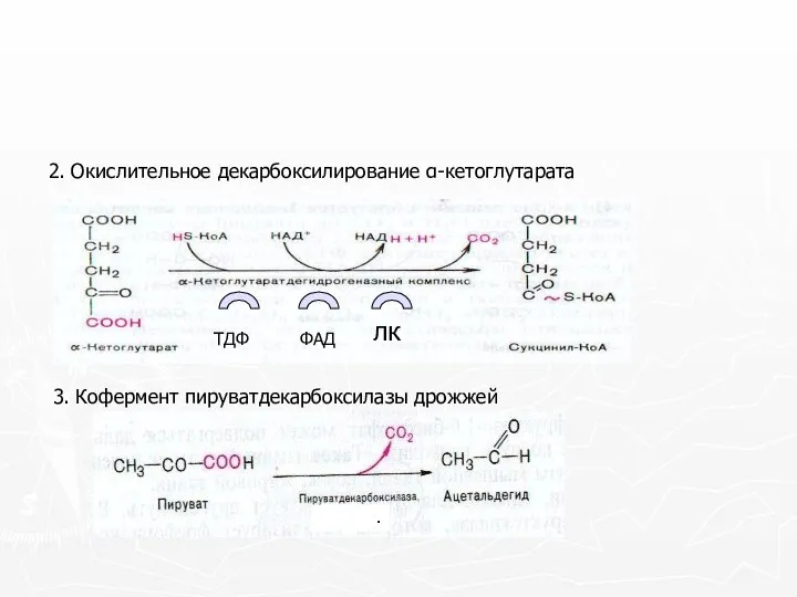 2. Окислительное декарбоксилирование α-кетоглутарата 3. Кофермент пируватдекарбоксилазы дрожжей .