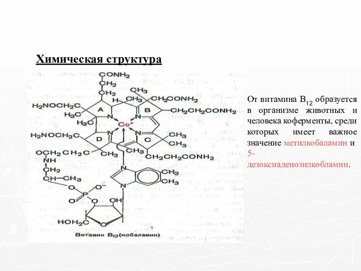 Химическая структура От витамина В12 образуется в организме животных и человека