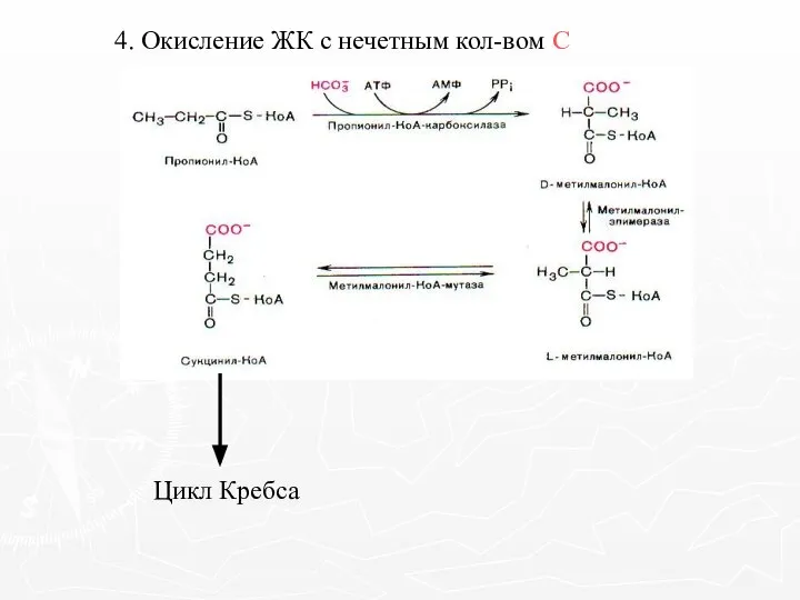 4. Окисление ЖК с нечетным кол-вом С