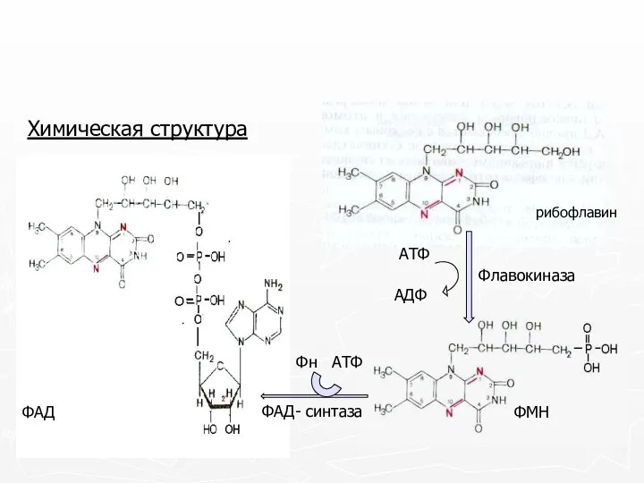 Химическая структура рибофлавин ФМН ФАД Флавокиназа ФАД- синтаза
