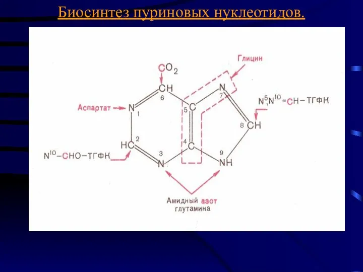 Биосинтез пуриновых нуклеотидов.