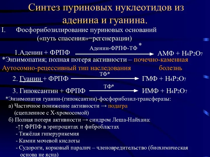 Синтез пуриновых нуклеотидов из аденина и гуанина. Фосфорибозилирование пуриновых оснований («путь