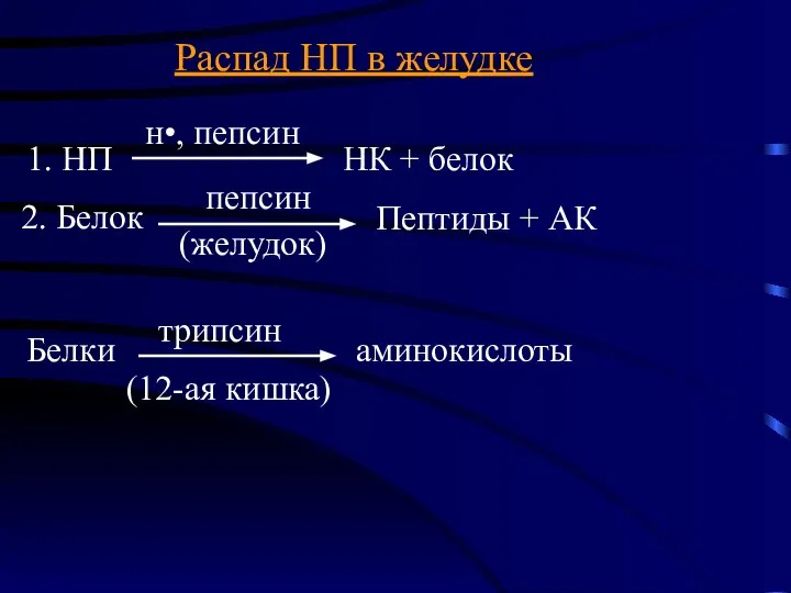 Распад НП в желудке 1. НП н•, пепсин НК + белок