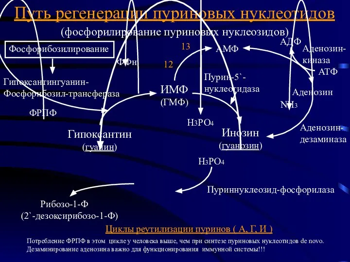 Циклы реутилизации пуринов ( А, Г, И ) Потребление ФРПФ в