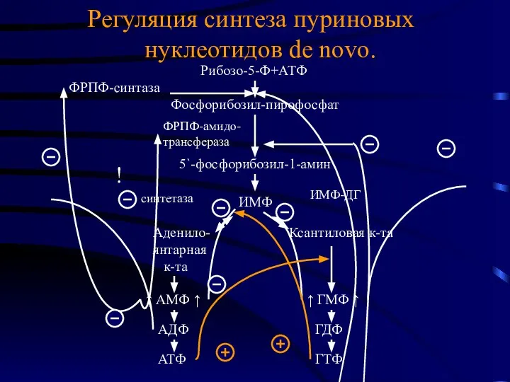 Регуляция синтеза пуриновых нуклеотидов de novo. Фосфорибозил-пирофосфат ИМФ 5`-фосфорибозил-1-амин Ксантиловая к-та