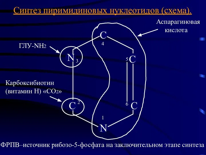 1 2 3 4 5 6 Синтез пиримидиновых нуклеотидов (схема). ФРПВ–источник