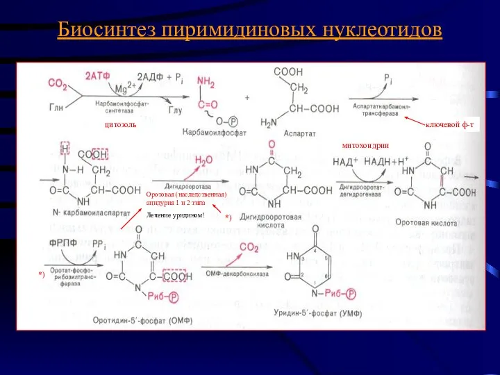Биосинтез пиримидиновых нуклеотидов цитозоль митохондрии ключевой ф-т Оротовая (наследственная) ацидурия 1