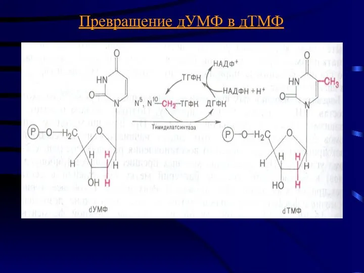Превращение дУМФ в дТМФ