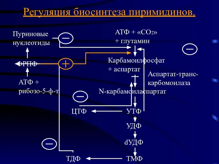 Регуляция биосинтеза пиримидинов. Пуриновые нуклеотиды АТФ + «СО2» + глутамин Карбамоилфосфат