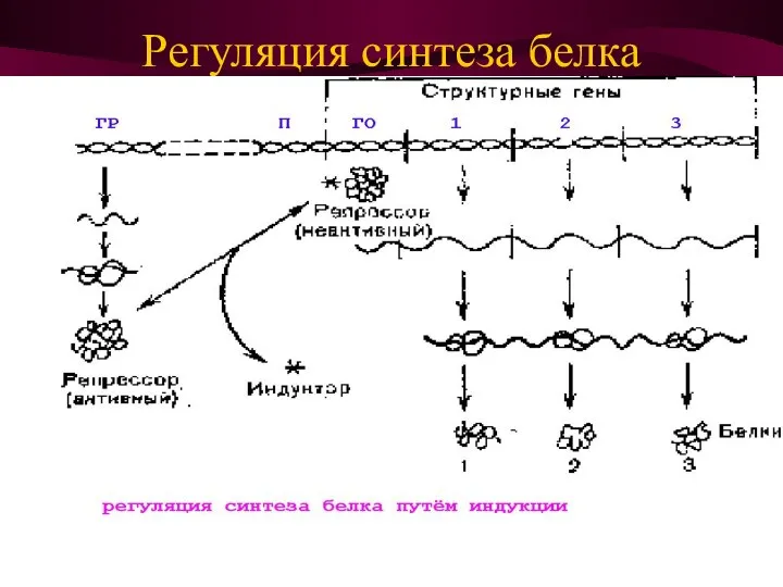 Регуляция синтеза белка