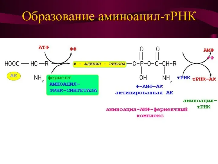 Образование аминоацил-тРНК