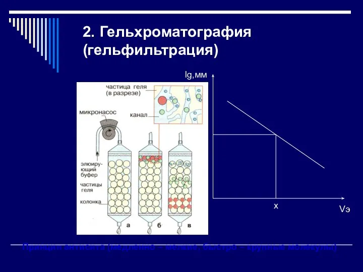 2. Гельхроматография (гельфильтрация) Принцип антисита (медленно – мелкие, быстро – крупные молекулы)