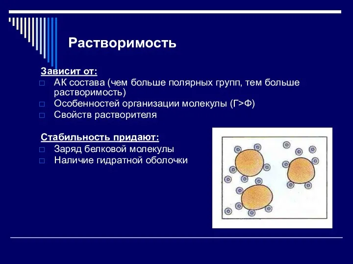 Растворимость Зависит от: АК состава (чем больше полярных групп, тем больше