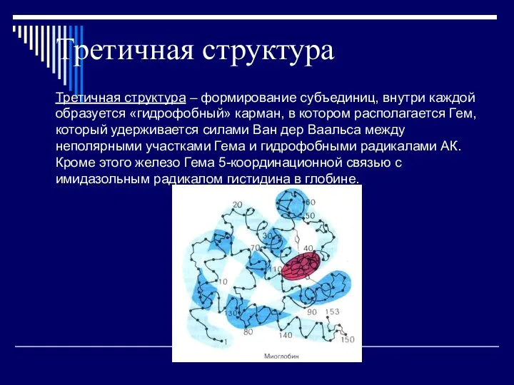 Третичная структура – формирование субъединиц, внутри каждой образуется «гидрофобный» карман, в