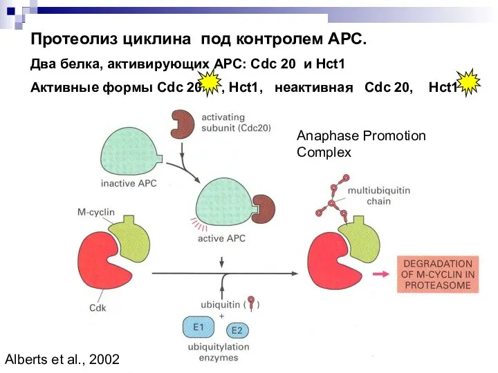 Протеолиз циклина под контролем АРС. Два белка, активирующих АРС: Cdc 20