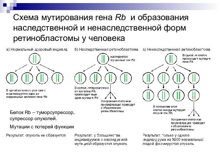 Схема мутирования гена Rb и образования наследственной и ненаследственной форм ретинобластомы