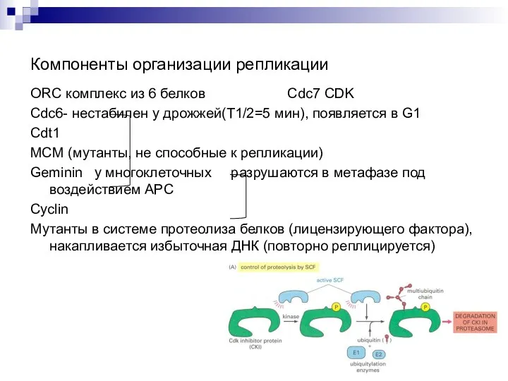 Компоненты организации репликации ORC комплекс из 6 белков Cdc7 CDK Cdc6-