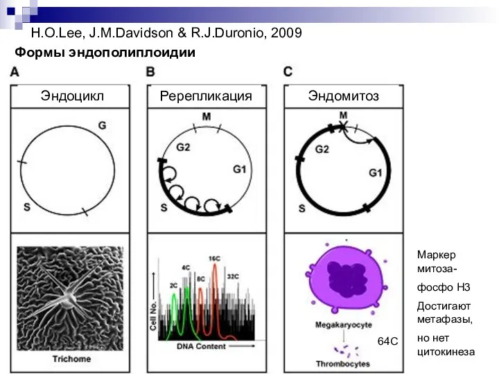 H.O.Lee, J.M.Davidson & R.J.Duronio, 2009 Формы эндополиплоидии Эндоцикл Ререпликация Эндомитоз 64С
