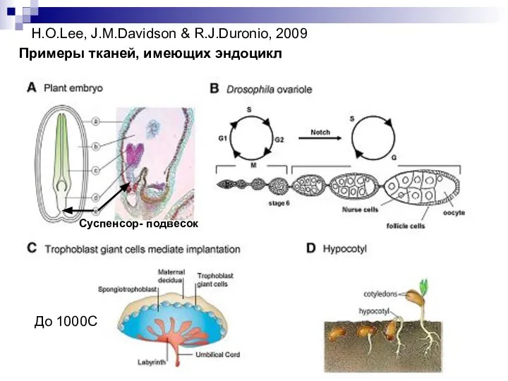 H.O.Lee, J.M.Davidson & R.J.Duronio, 2009 Примеры тканей, имеющих эндоцикл До 1000С Суспенсор- подвесок