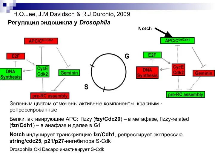 H.O.Lee, J.M.Davidson & R.J.Duronio, 2009 Регуляция эндоцикла у Drosophila Зеленым цветом