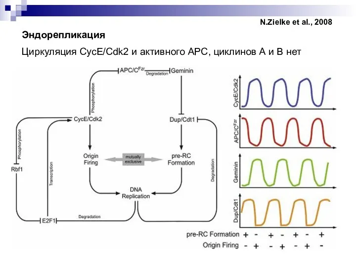 Эндорепликация Циркуляция CycE/Cdk2 и активного APC, циклинов А и В нет N.Zielke et al., 2008