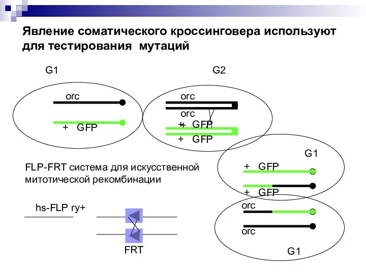 + GFP orc G1 G2 orc orc + + GFP +