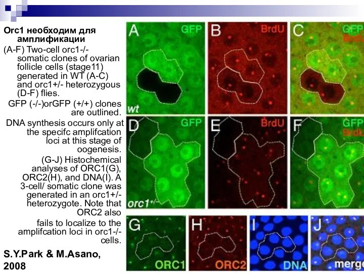 Orc1 необходим для амплификации (A-F) Two-cell orc1-/- somatic сlones of ovarian