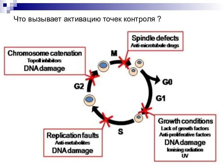 Что вызывает активацию точек контроля ?