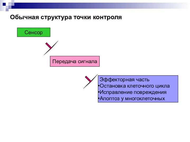 Обычная структура точки контроля Сенсор Передача сигнала Эффекторная часть Остановка клеточного