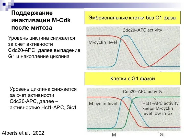 Поддержание инактивации M-Cdk после митоза Уровень циклина снижается за счет активности