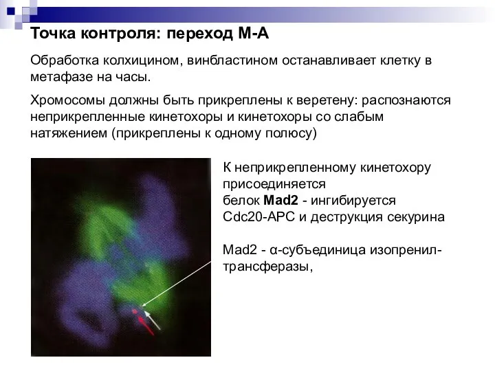 Обработка колхицином, винбластином останавливает клетку в метафазе на часы. Хромосомы должны