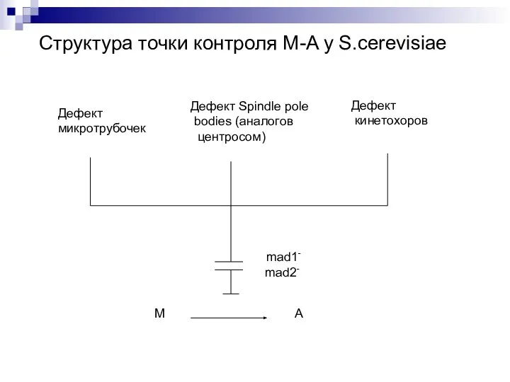 Дефект микротрубочек Дефект Spindle pole bodies (аналогов центросом) Дефект кинетохоров М