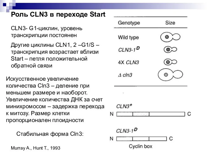 Роль CLN3 в переходе Start CLN3- G1-циклин, уровень транскрипции постоянен Другие