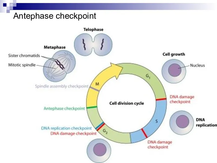 Antephase checkpoint